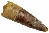 Fossil Spinosaurus Tooth - Real Dinosaur Tooth #344192-1